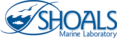 Appledore Island Webcam